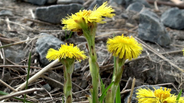 Tussilago spring flower