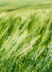 Green barley in farm with nature light