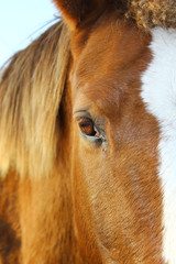 eye horse