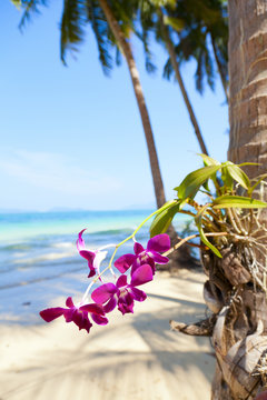 Orchids on the Beach