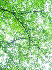 桜の新緑