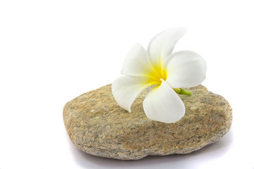 Tropical flower Plumeria alba (White Frangipani) on the rock
