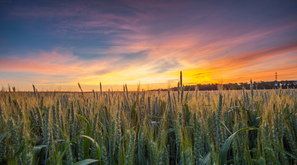 Sunrise and Wheat Field