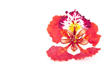 Flame tree flower isolated.