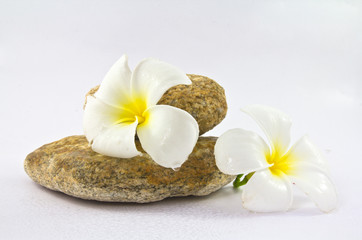 Fototapeta na wymiar Tropical flower Plumeria alba (White Frangipani) on the rock