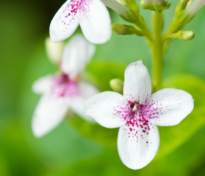 graptophyllum pictum flowers