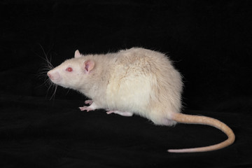 White domestic rat