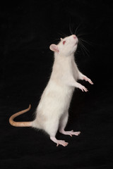 curious white rat