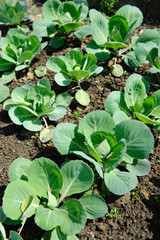 Fresh cabbage in soil