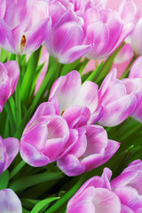 Fototapeta premium Pink tulips