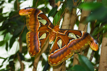 Big Atlas moth or Attacus atlas