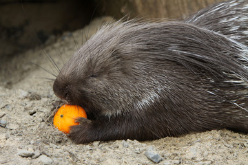 Gewöhnliches Stachelschwein