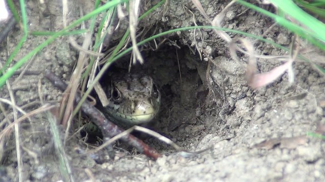 video eidechse z&uuml;ngelnd I