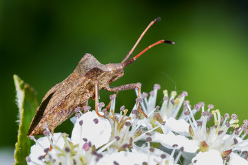 dock leaf bug, coreus marginatus