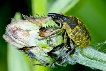 larinus sturnus, weevil
