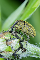 larinus sturnus, weevil