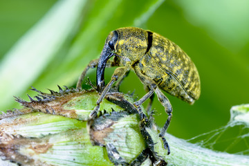 larinus sturnus, weevil