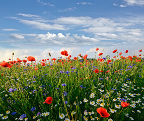 Frühlingswiese mit Margeriten, Kornblumen und Klatschmohn