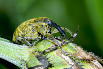 larinus sturnus, weevil