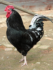 cock