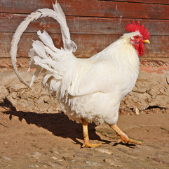 cock