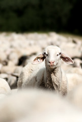 individuelles Schaf