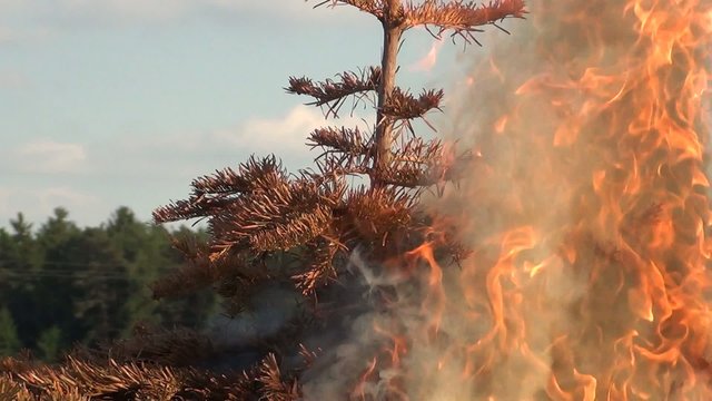 video weihnachtsbaum brennend I
