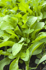 Rucola lettuce