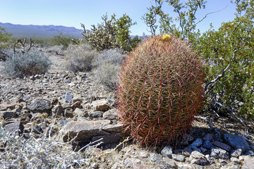 barrel cactus, mojave desert, california