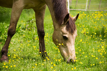 Mare grazing