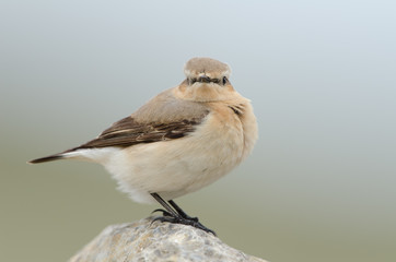 Steinschmätzer, Northern wheatear, Oenanthe oenanthe