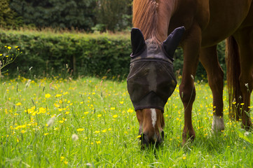 Horse grazing