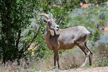bighorn sheep