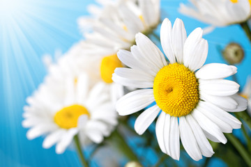 Naklejka premium Daisy Flower