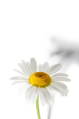 Fototapeta premium Daisy Flower
