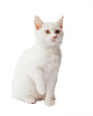 white kitten on white