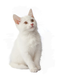 white kitten on white