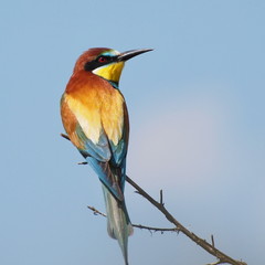 European bee-eater, Merops apiaster