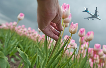 Plane flying over a field of tulips