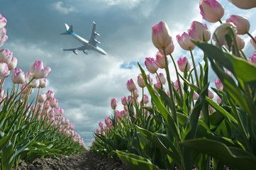 Plane flying over a field of tulips