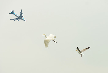 Flying machine and flying birds