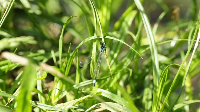 Gro&szlig;e Pechlibelle