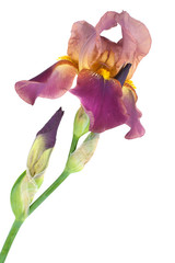Iris fleur jaune brun isolé sur fond blanc