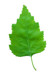 A Leaf of a Birch - 42069482