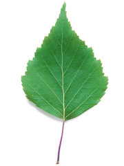 A Leaf of a Birch - 42069483