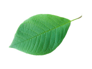 Obraz premium Leaf of a Bird Cherry Tree