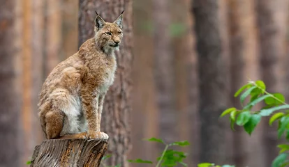 Deurstickers lynx © FrankyG