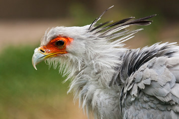 Sekretär (Sagittarius serpentarius)