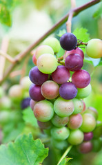 Grapes