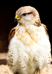 Königsrauhfussbussard (Buteo regalis)